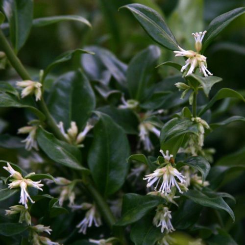 Wintertuindagen Kwekerij Arborealis Sarcococca