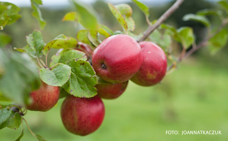 zelfbestuivend appelboom ballerina