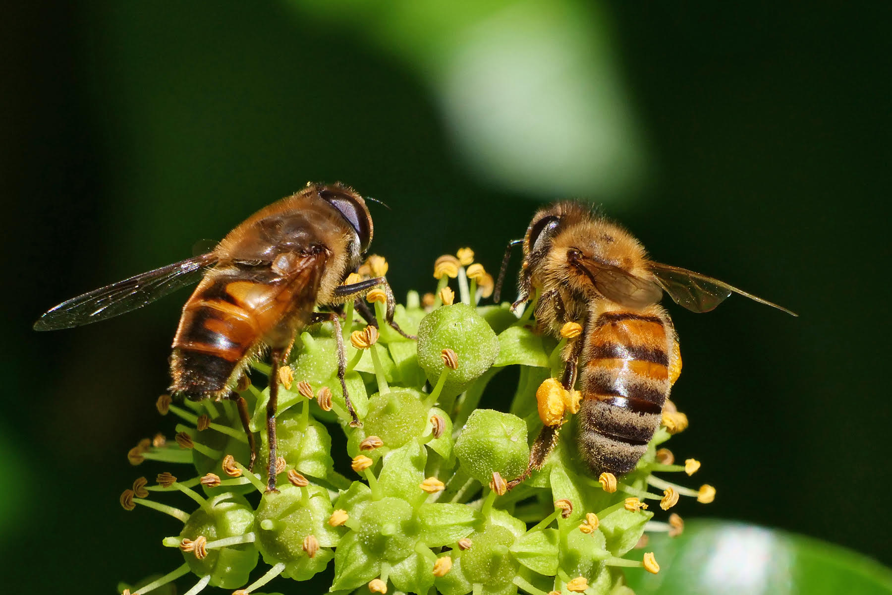 Rondwandelingen biodiversiteit en insecten Domies Toen