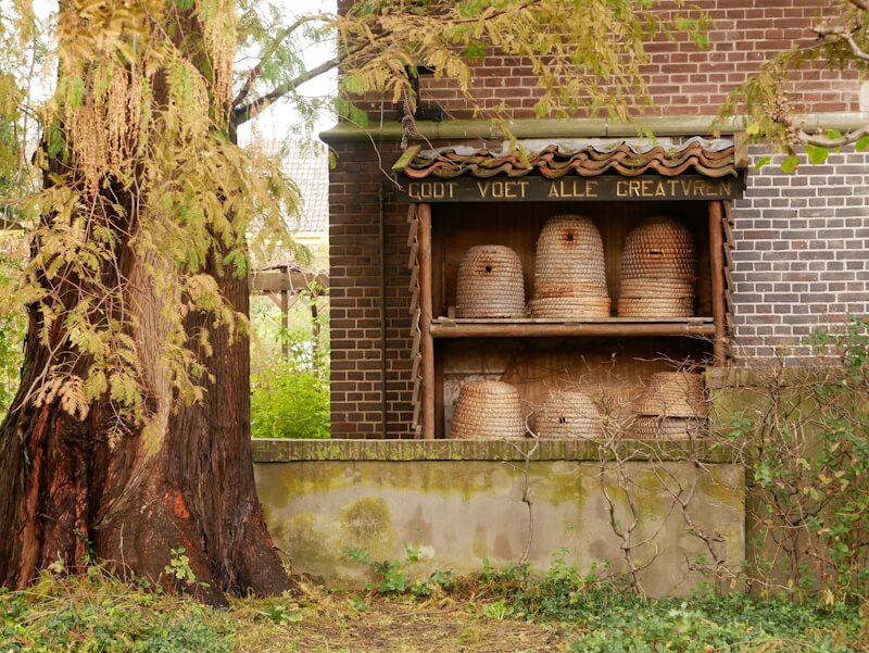 Wandeling De Hortusimker vertelt Hortus botanicus Leiden