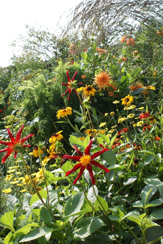 Versicolor Tuin, Lutjewinkel Dahlia-weekend