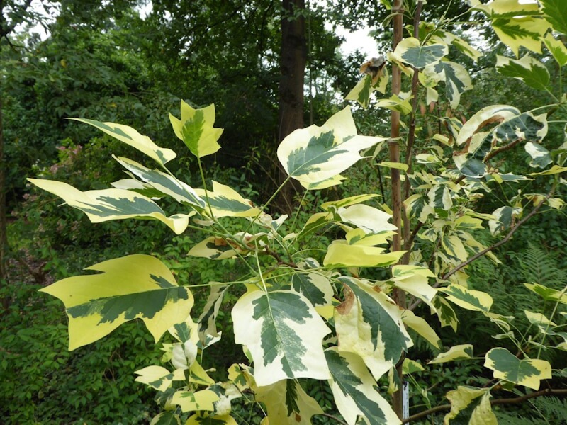 Bonte zomerroute Arboretum Kalmthout (België) T/m zondag 1 september Open 10-17 uur Toegang € 9 www.arboretumkalmthout.be