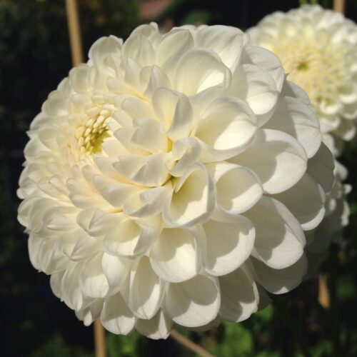 Themarondleiding Dahlia