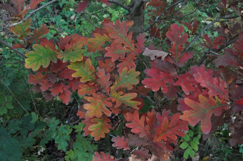 Eikenwandeling Trompenburg Tuinen & Arboretum, Rotterdam Zondag 3 november Duur 11.30-ca. 13 uur / 13-ca. 14.30 uur Deelname € 6, plus toegang Tuinen € 11 www.trompenburg.nl