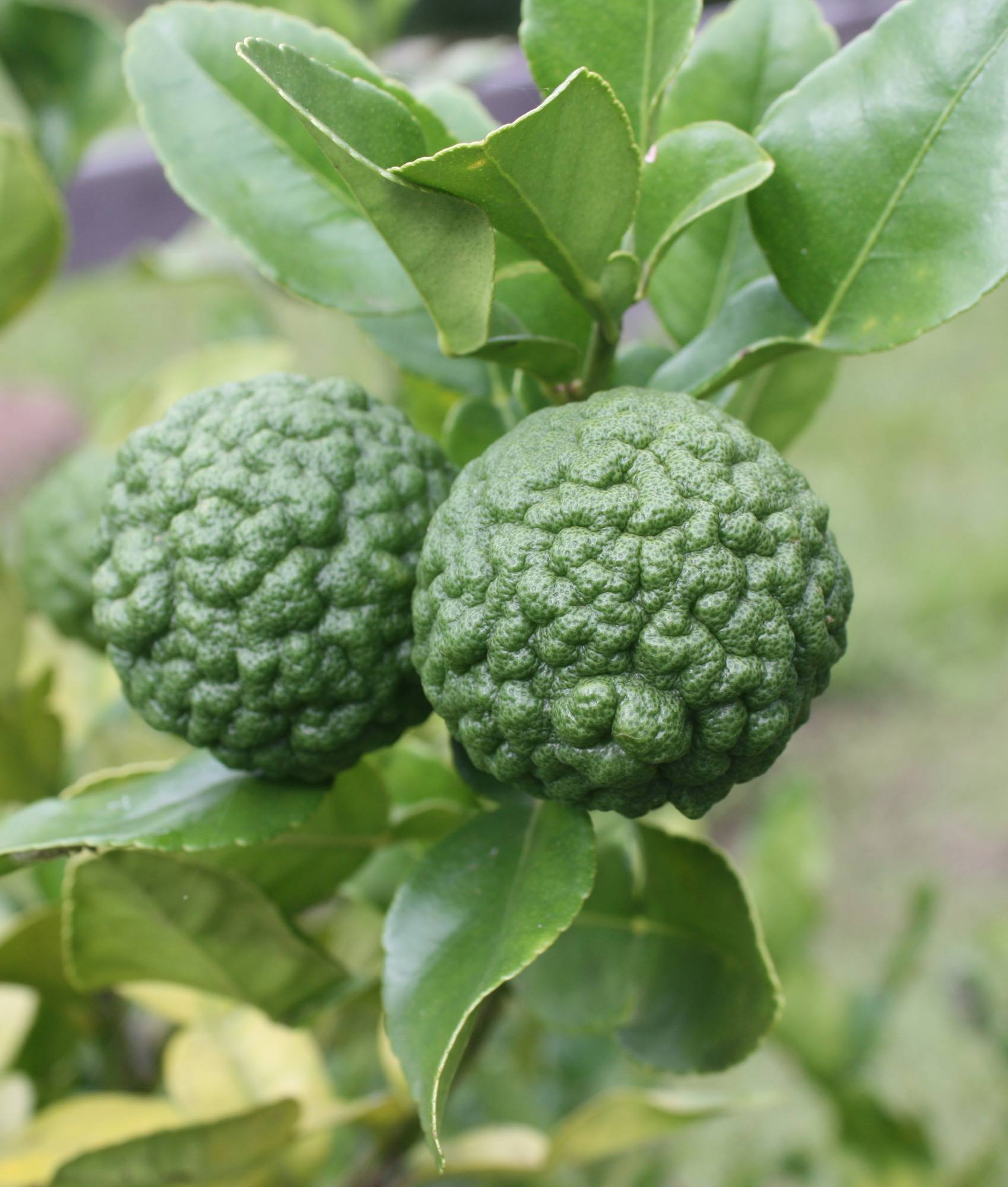 Science Café Citrus Hortus botanicus Leiden