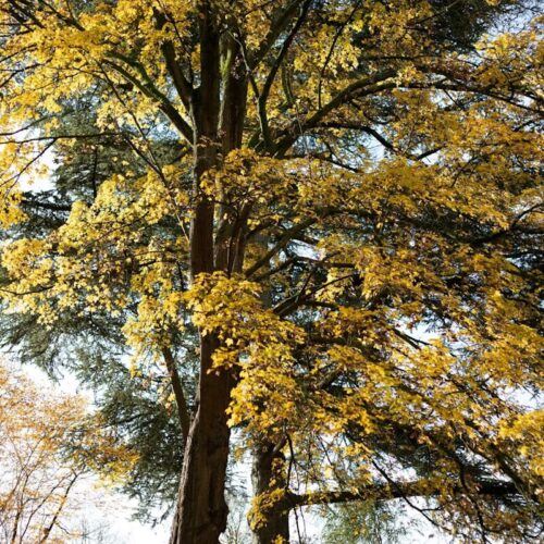 Treevember - Bomen van de toekomst Trompenburg Tuinen & Arboretum