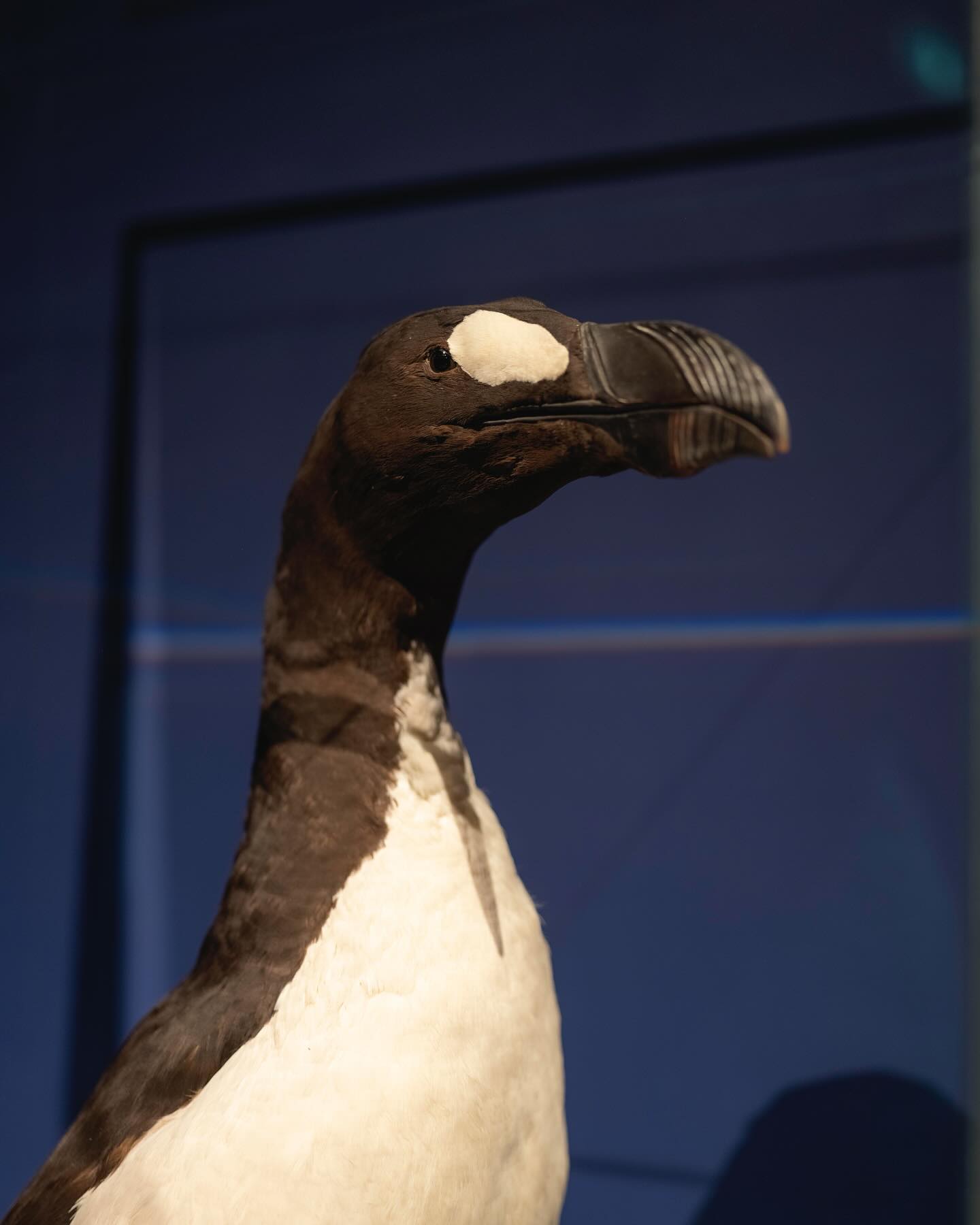 Tentoonstelling De roep van de o’o. Natuur onder druk Allard Pierson Museum