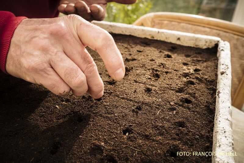 Basiscursus moestuinieren VELT Westlands Museum